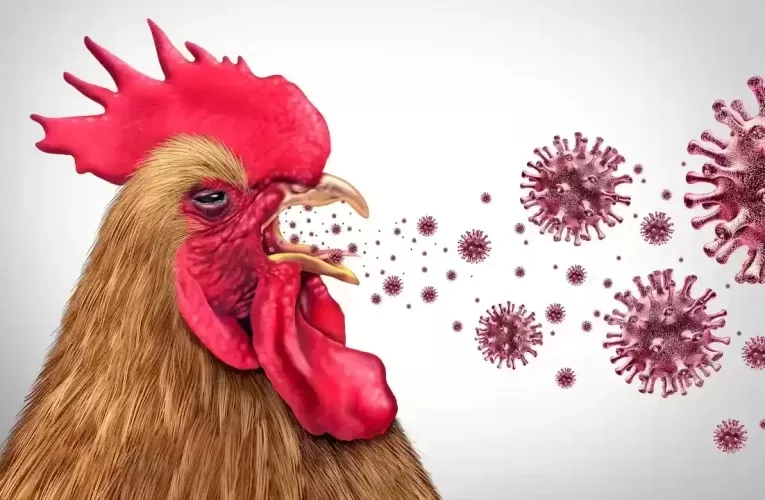 Influenza aviar: causas, síntomas, riesgos y prevención de una amenaza global