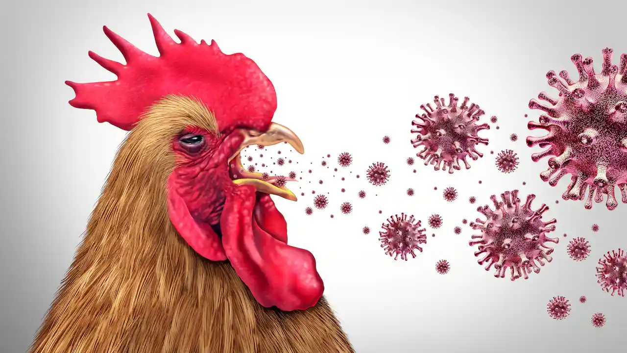 Síntomas de la influenza aviar en humanos y aves