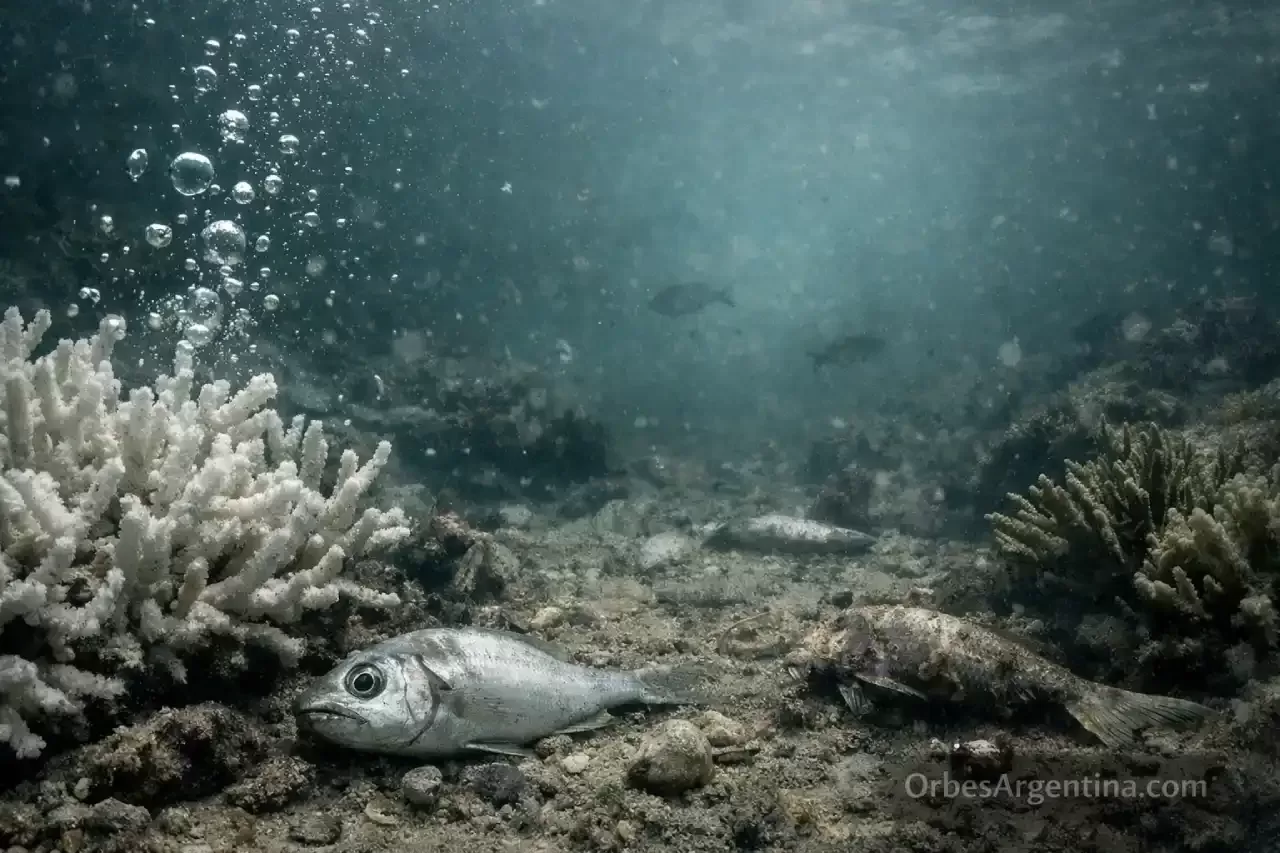 Zonas muertas: pérdida de oxígeno y colapso de biodiversidad costera