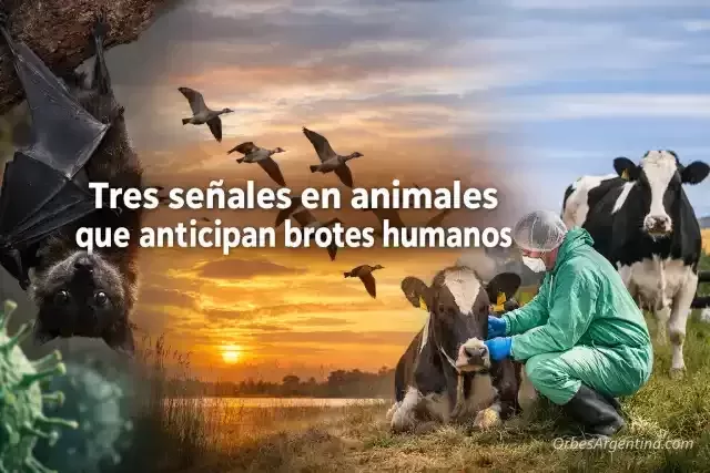 Aves migratorias y alerta sanitaria global